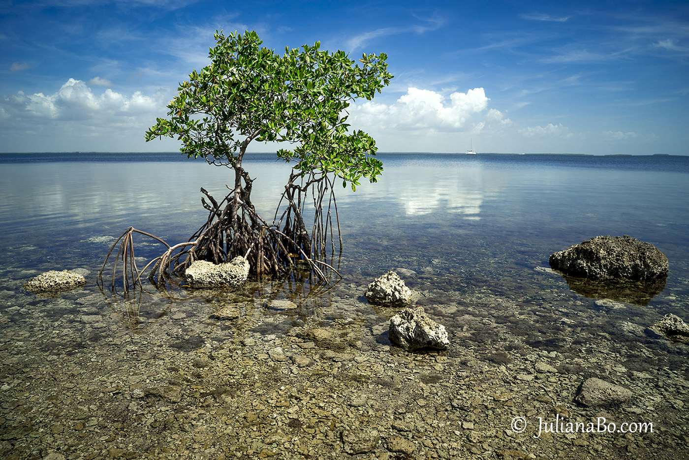 Mangrove by the Sea